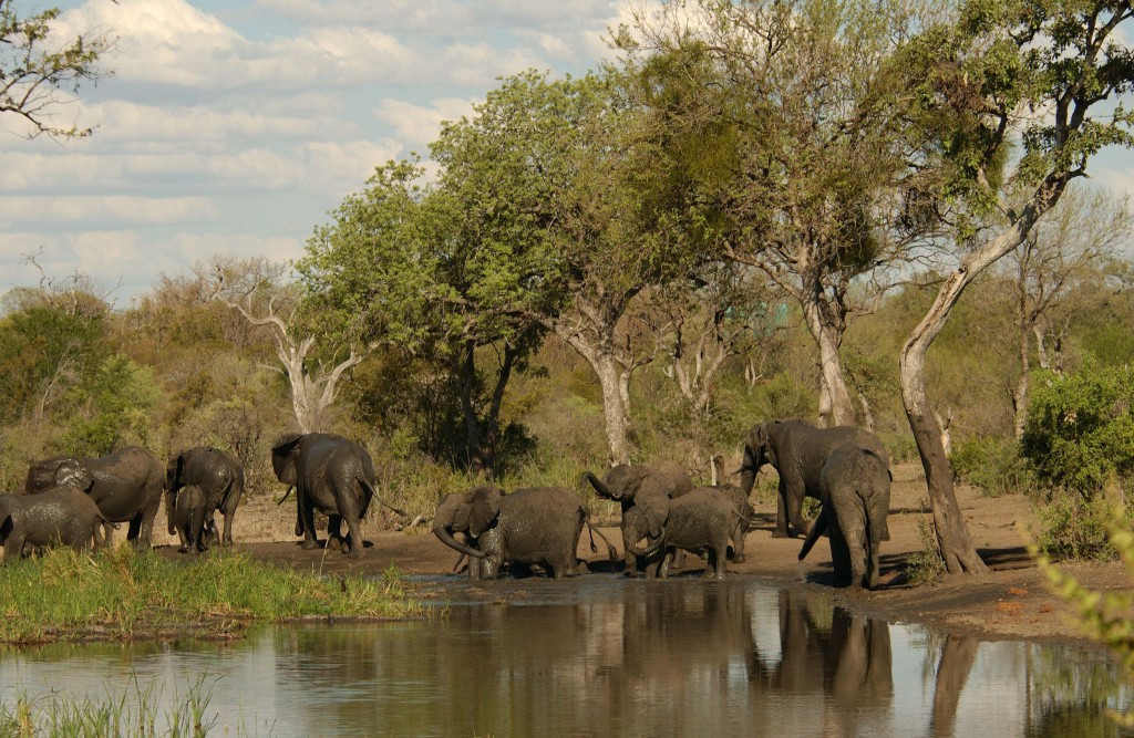 Kruger National Park - The Big 5 & 142 More Amazing Mammals - Inspire